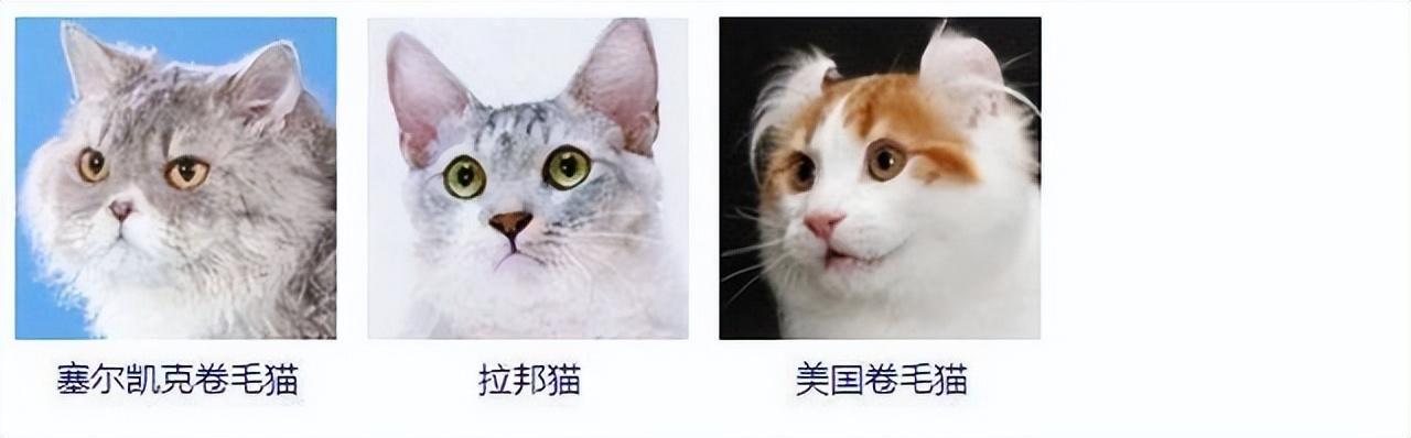 猫咪排行榜前十名宠物猫品种（46种猫咪品种大全） 4