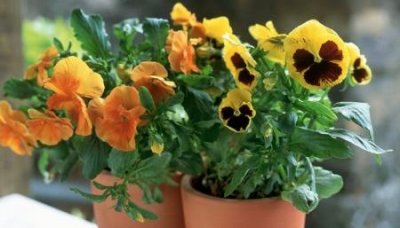 ​未解之谜：慈禧太后夜明珠 慈禧太后夜明珠在哪里