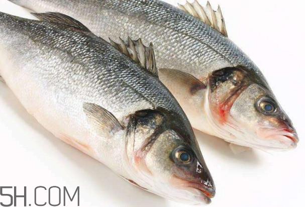 鲈鱼有什么功效?鲈鱼怎么养才不爱死 鲈鱼有什么功效?鲈鱼怎么养才不爱死