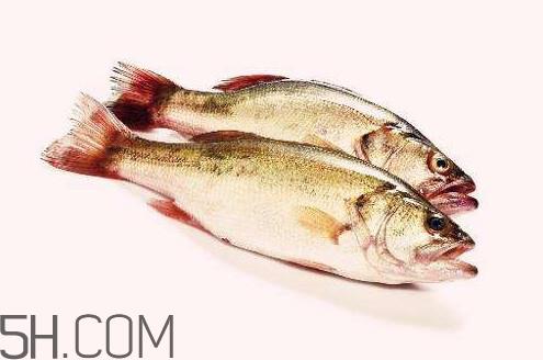 鲈鱼有什么功效?鲈鱼怎么养才不爱死 鲈鱼有什么功效?鲈鱼怎么养才不爱死