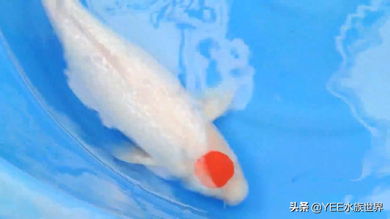 带“朱砂帽”的锦鲤：丹顶锦鲤