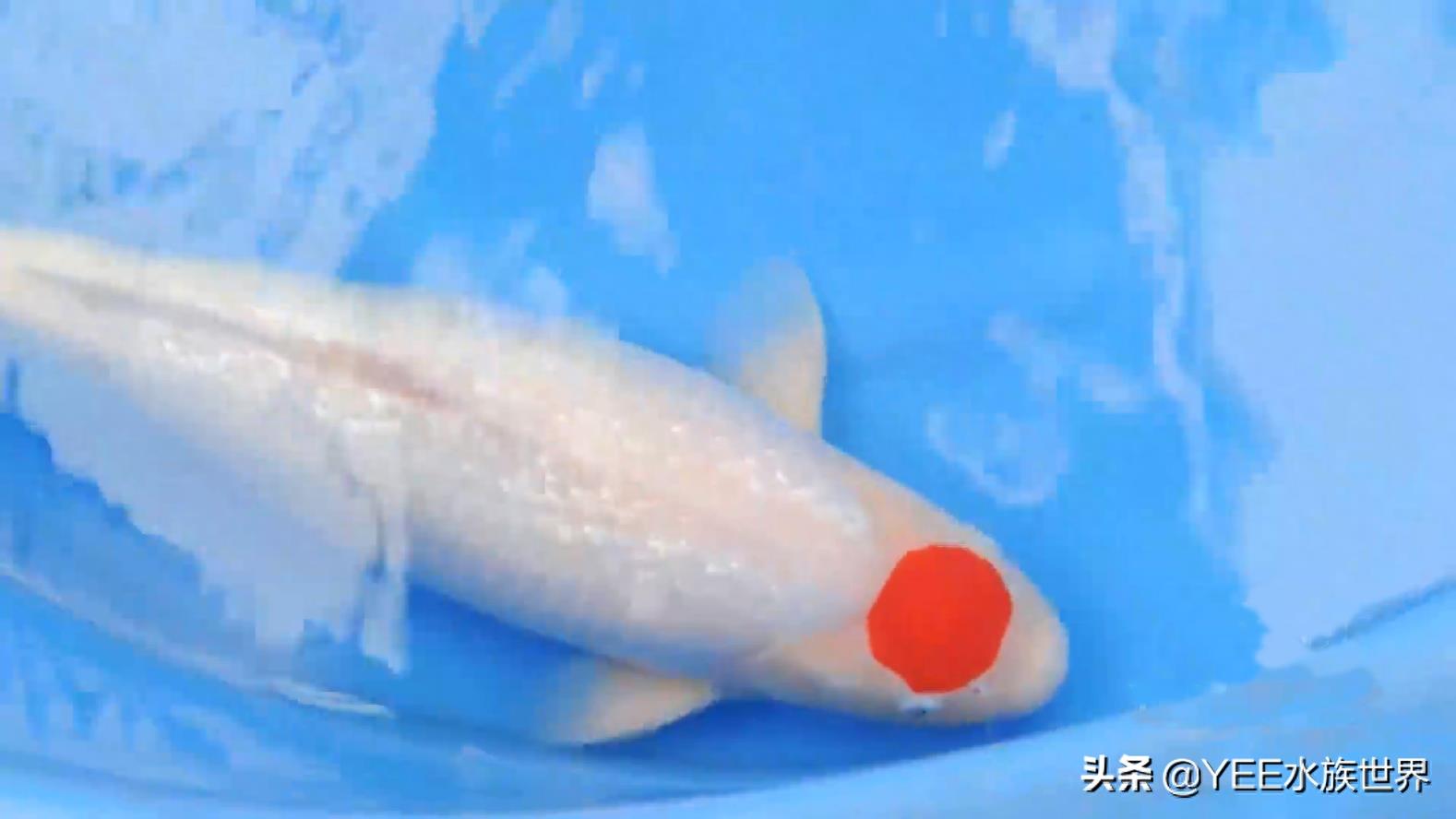 带“朱砂帽”的锦鲤：丹顶锦鲤