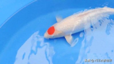 带“朱砂帽”的锦鲤：丹顶锦鲤