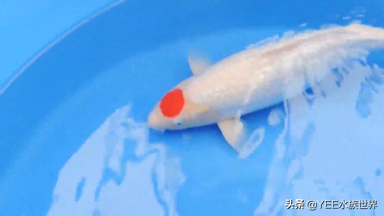 带“朱砂帽”的锦鲤：丹顶锦鲤