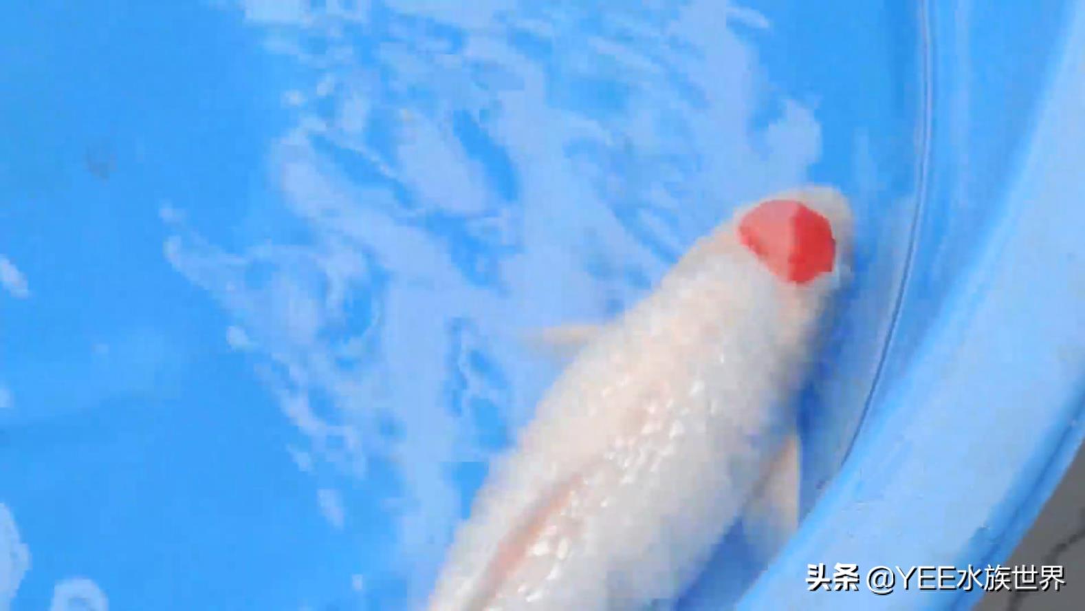 带“朱砂帽”的锦鲤：丹顶锦鲤