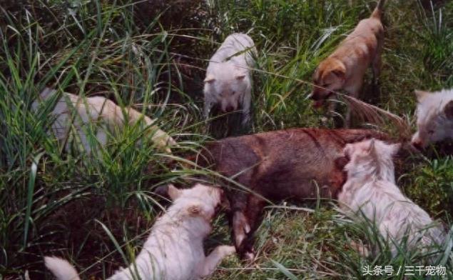 下司犬：中国国产唯一的世界级猎犬