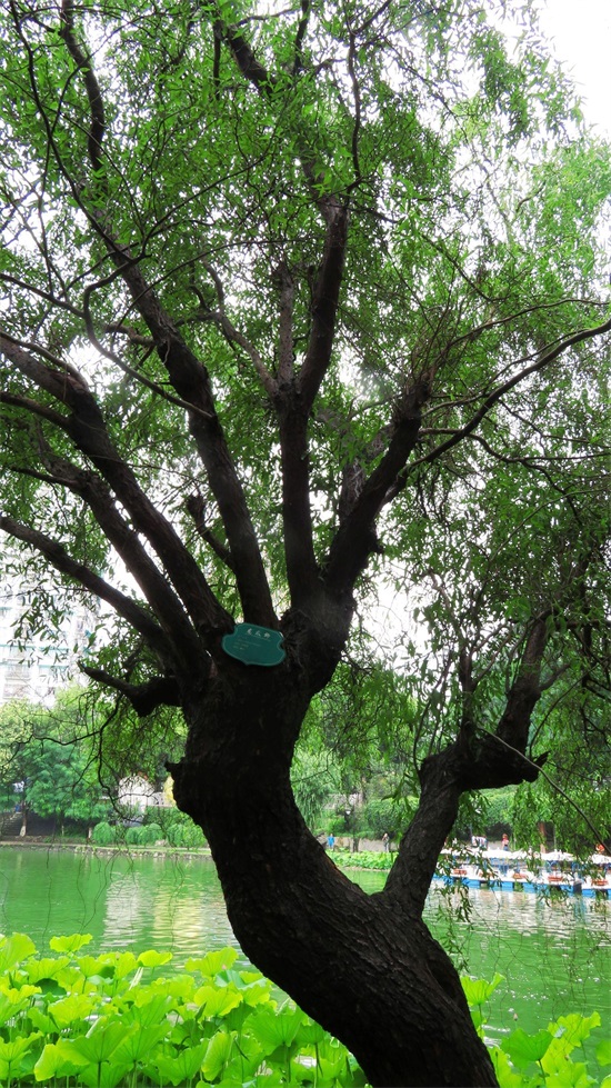 龙爪柳又称龙须柳,枝条卷曲,姿态别致,特别适合冬季园林观景