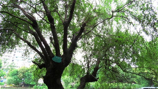 龙爪柳又称龙须柳,枝条卷曲,姿态别致,特别适合冬季园林观景