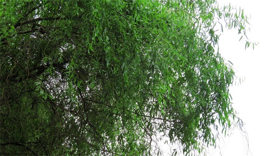 龙爪柳又称龙须柳,枝条卷曲,姿态别致,特别适合冬季园林观景