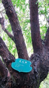 龙爪柳又称龙须柳，枝条卷曲，姿态别致，特别适合冬季园林观景