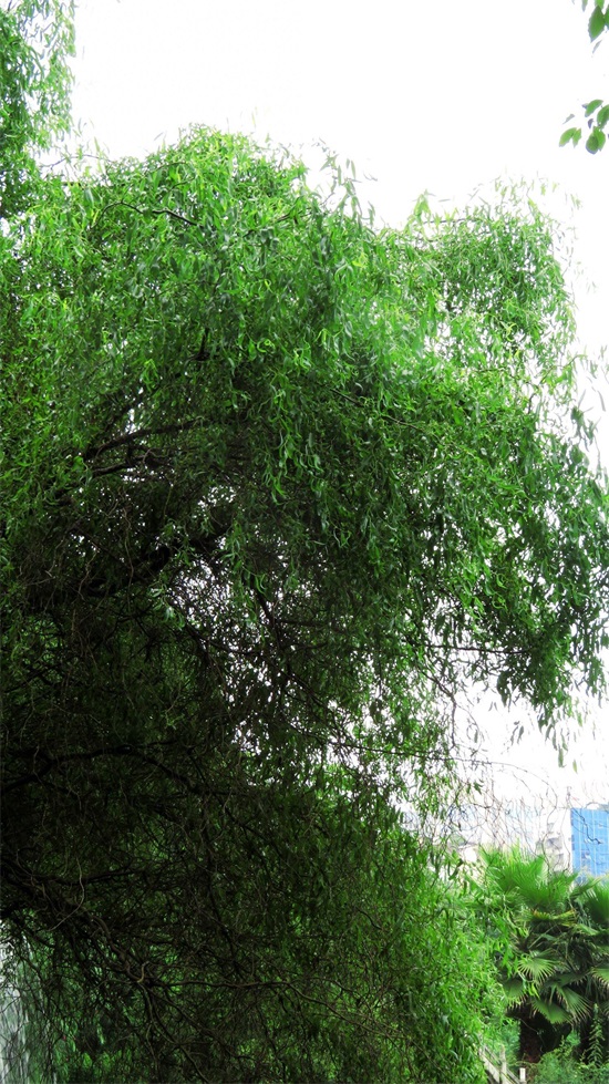 龙爪柳又称龙须柳,枝条卷曲,姿态别致,特别适合冬季园林观景