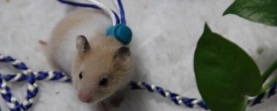 ​金丝熊该如何喂养