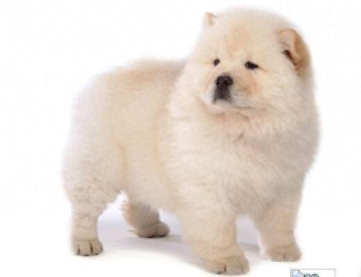 中国常见的本土狗品种有哪些