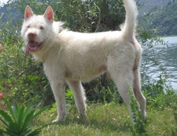 中国常见的本土狗品种有哪些