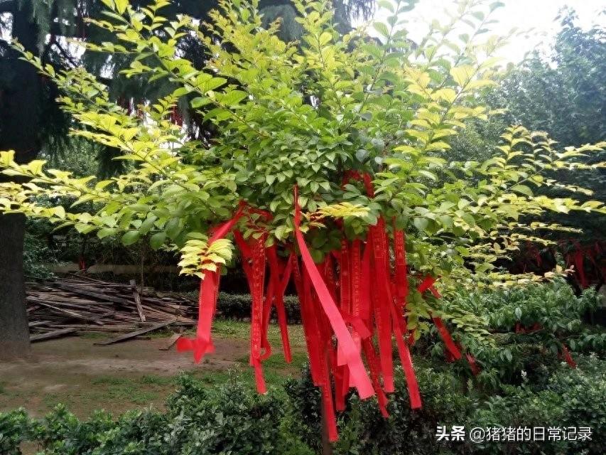 陕西西安青龙寺遗址公园(不要门票,呵呵)