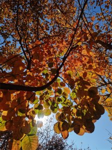 ​秋天是什么颜色