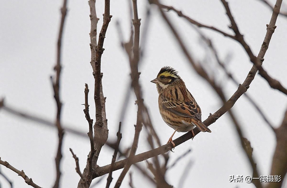 【回乡偶得】黄眉鹀