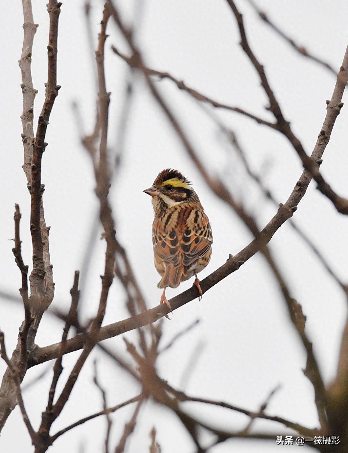 【回乡偶得】黄眉鹀