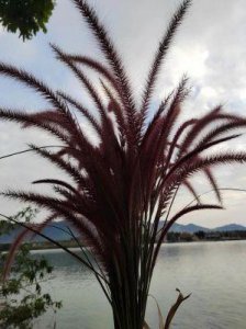 ​《陈二狗的妖孽人生》第三季发布时间及曹蒹葭之死揭秘