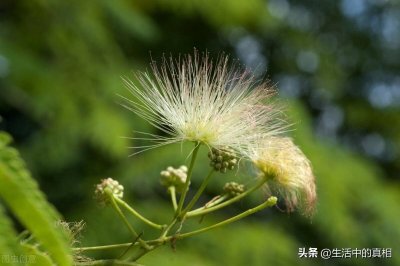 ​生活中常见的合欢树为什么会叫“鬼树”？合欢树真有那么可怕吗？