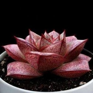 ​每日一多肉-大和锦Echeveria purpusorum