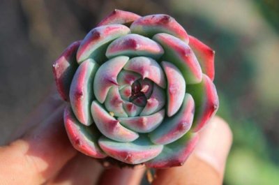 ​阳台盆栽多肉“吉娃娃”，记住3个小技巧，养出小巧精致的吉娃娃