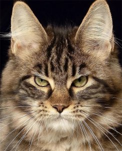 ​世界名猫总汇（高清珍藏版）