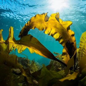 ​十一月，海藻肥企业齐聚青岛，快来为你喜爱的品牌打call