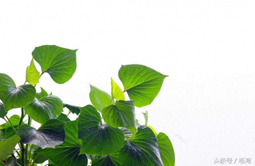 为条友价绍一组狗尾巴花的图片