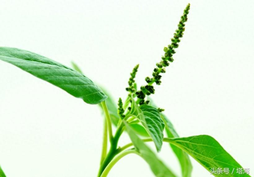 为条友价绍一组狗尾巴花的图片