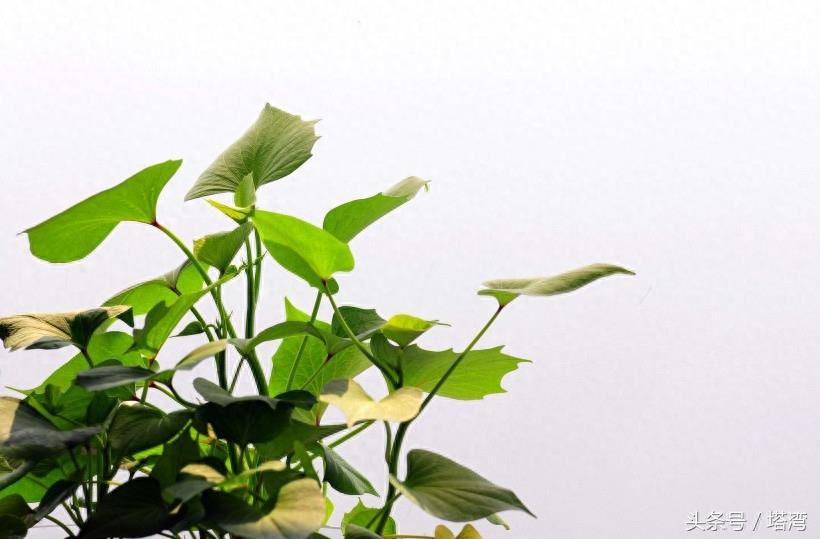 为条友价绍一组狗尾巴花的图片