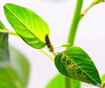 ​为条友价绍一组狗尾巴花的图片