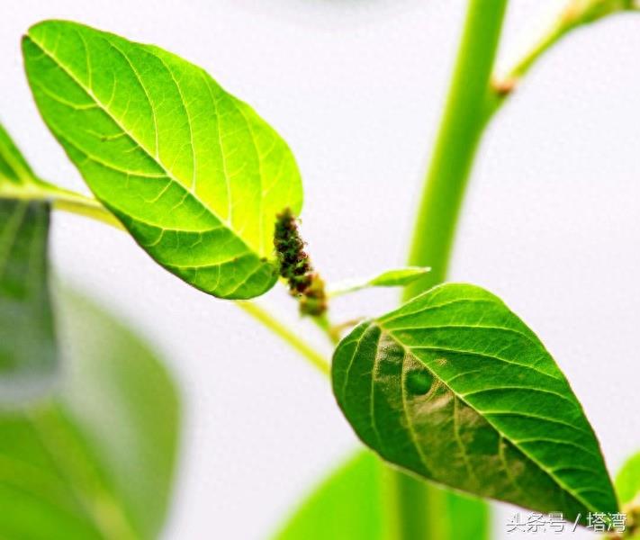 为条友价绍一组狗尾巴花的图片