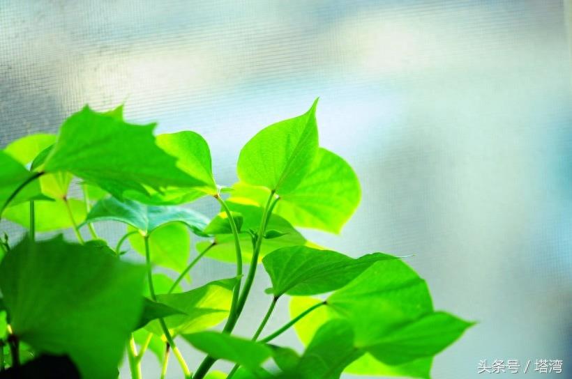 为条友价绍一组狗尾巴花的图片