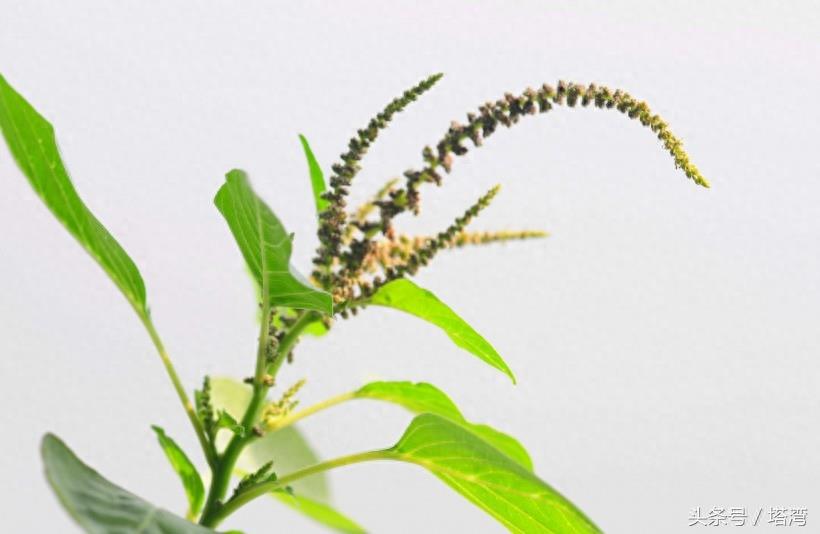 为条友价绍一组狗尾巴花的图片