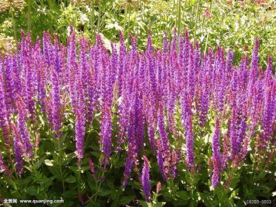 ​中药材鼠尾草