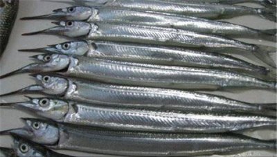 ​针鱼是淡水鱼吗？品种有哪些？