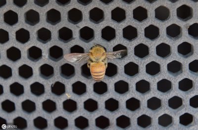 ​蜂王有什么特点？