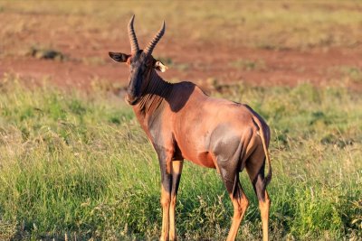 ​胎生、卵生、湿生、化生，指的是什么？