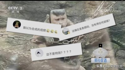 ​原来是真的！国字脸的猴子你见过吗？