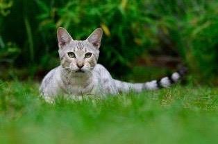 世界上最贵的猫~热带草原猫，土豪才能买的起吧