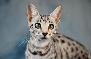 世界上最贵的猫~热带草原猫，土豪才能买的起吧