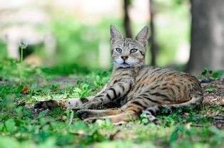 世界上最贵的猫~热带草原猫，土豪才能买的起吧