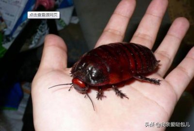 ​十大最奇异特别的宠物