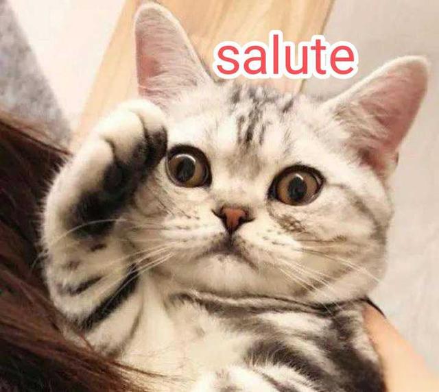 蔡司的新清锐对比依视路A3,哪个更好?-