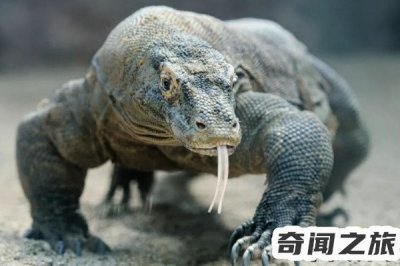 ​罗布泊(体型巨大体长最大可达6-7米)