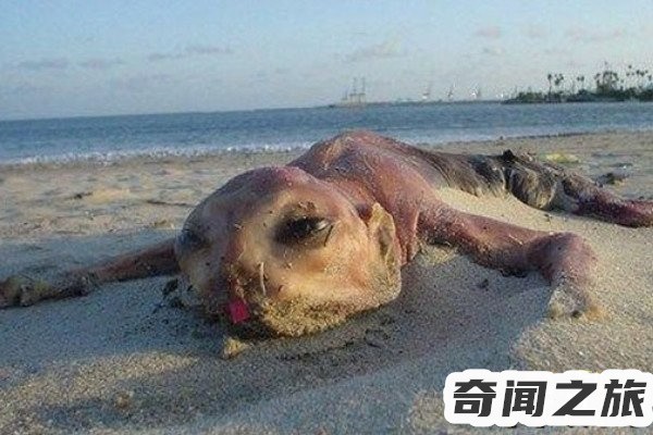 罗布泊(体型巨大体长最大可达6-7米)(2)_