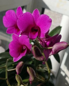 ​朱可夫元帅回忆录-130