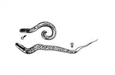 ​蛔虫属于什么类动物图片（为何现在没有人听说过了）