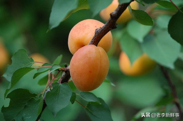 河北省平乡县都有哪些乡镇(河北省邢台市平乡县各村镇历史沿革与来历)(5)